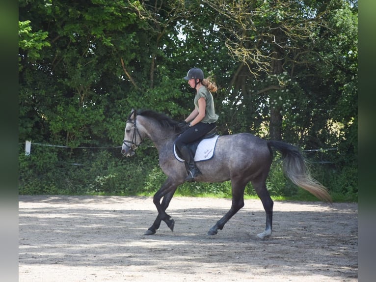 Shagya Arabian Gelding 4 years 15,2 hh Gray in Mauerkirchen