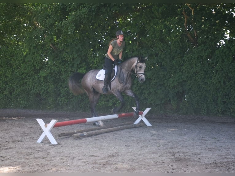 Shagya Arabian Gelding 4 years 15,2 hh Gray in Mauerkirchen