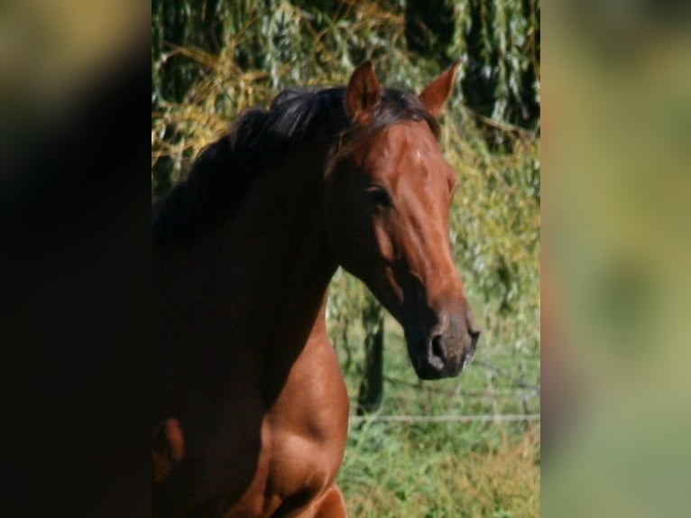 Shagya Arabian Gelding 4 years 16 hh Brown in Friesack