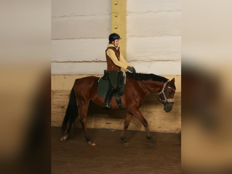 Shagya Arabian Gelding 4 years 16 hh Brown in Friesack