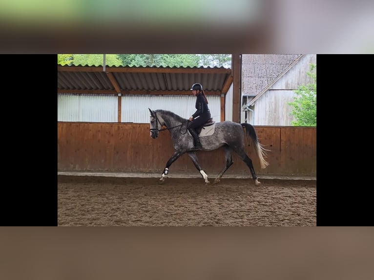 Shagya Arabian Gelding 4 years Grey-Dapple in Egestorf