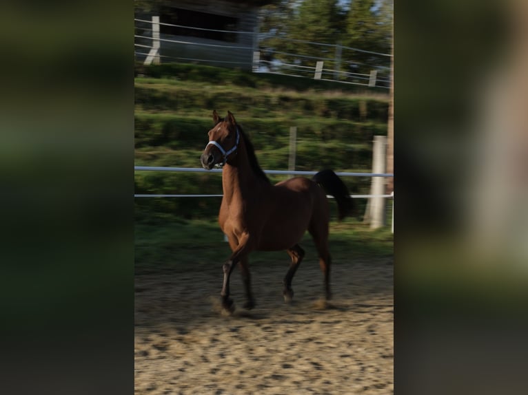 Shagya Arabian Gelding 5 years 15 hh Brown in Neuhaus in der Wart
