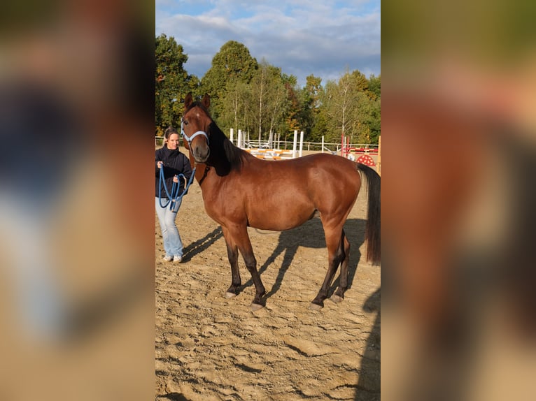 Shagya Arabian Gelding 5 years 15 hh Brown in Neuhaus in der Wart