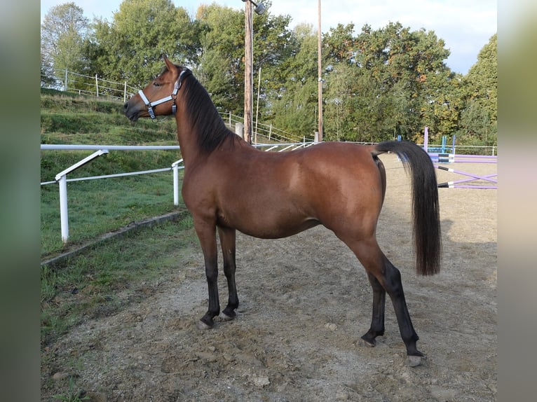 Shagya Arabian Gelding 5 years 15 hh Brown in Neuhaus in der Wart