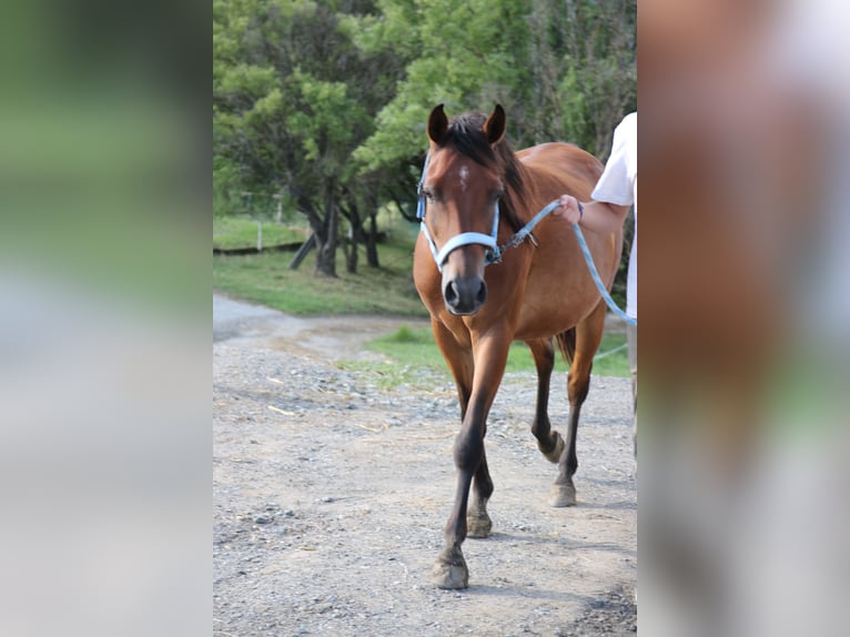 Shagya Arabian Gelding 5 years 15 hh Brown in Neuhaus in der Wart