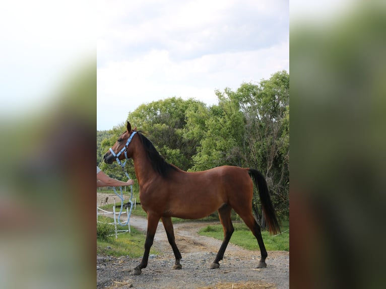 Shagya Arabian Gelding 5 years 15 hh Brown in Neuhaus in der Wart