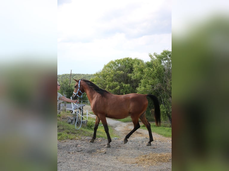 Shagya Arabian Gelding 5 years 15 hh Brown in Neuhaus in der Wart