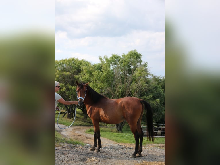 Shagya Arabian Gelding 5 years 15 hh Brown in Neuhaus in der Wart