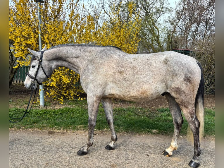 Shagya Arabian Gelding 5 years 15 hh Grey in Niederbösa
