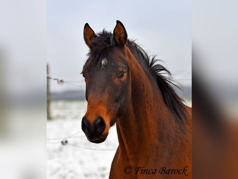 Shagya Arabian Gelding 6 years 14,2 hh Brown in Wiebelsheim