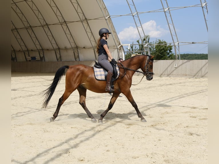 Shagya Arabian Gelding 6 years 15 hh Brown in Neuhaus in der Wart