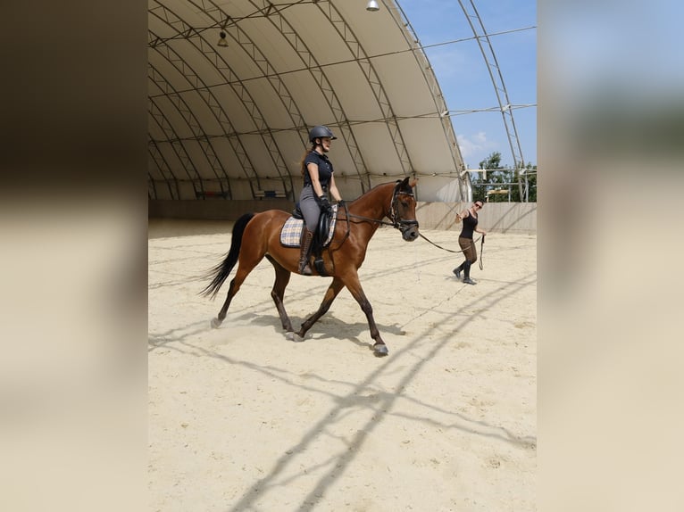 Shagya Arabian Gelding 6 years 15 hh Brown in Neuhaus in der Wart
