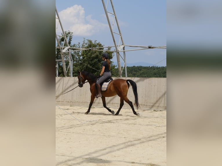 Shagya Arabian Gelding 6 years 15 hh Brown in Neuhaus in der Wart
