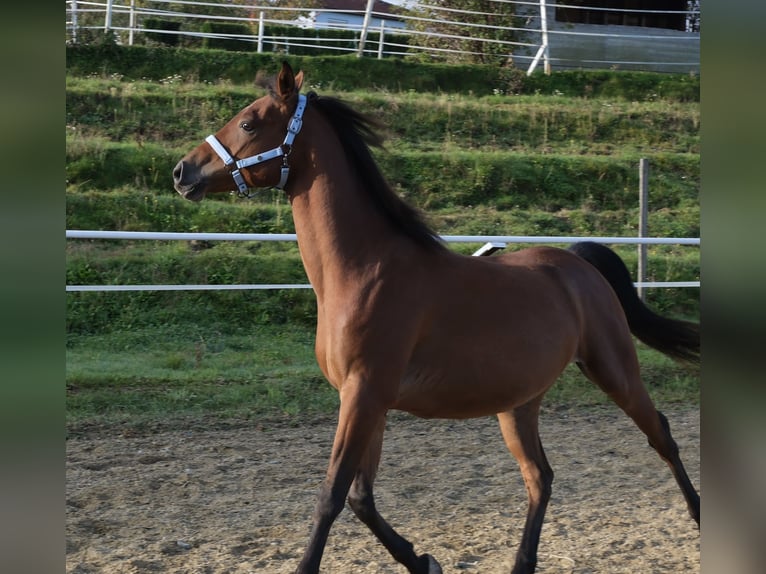 Shagya Arabian Gelding 6 years 15 hh Brown in Neuhaus in der Wart