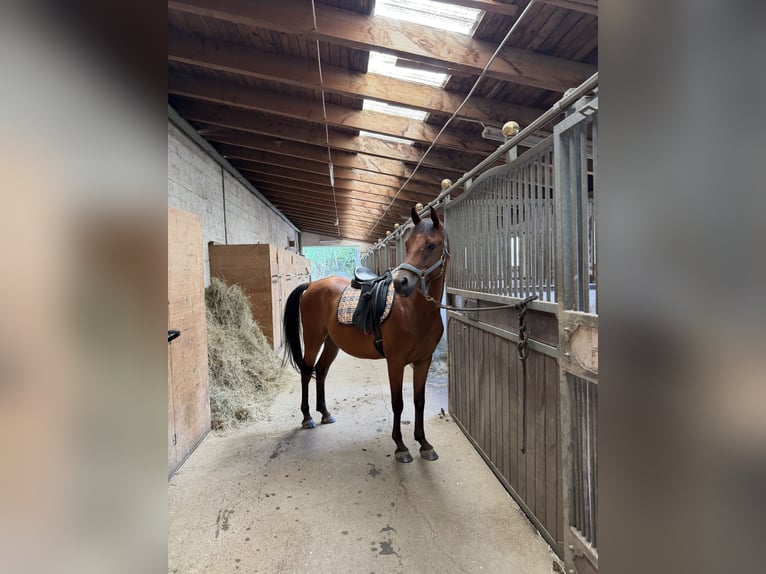 Shagya Arabian Gelding 6 years 15 hh Brown in Neuhaus in der Wart