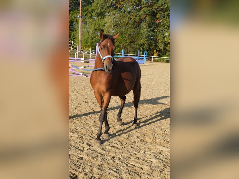 Shagya Arabian Gelding 6 years 15 hh Brown in Neuhaus in der Wart