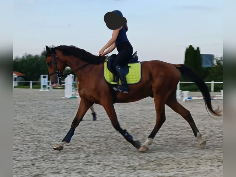 Shagya Arabian Gelding 7 years 15,3 hh Brown in Dettingen