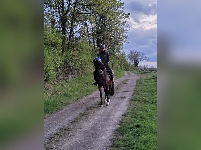 Shagya Arabian Gelding 7 years 15 hh Bay-Dark in Öhringen