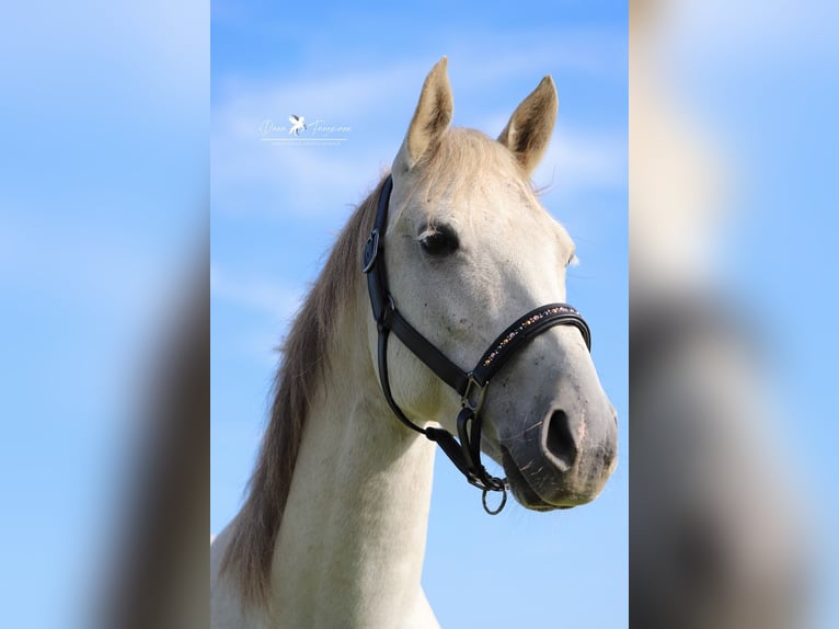 Shagya Arabian Gelding 8 years 14,3 hh Gray in Versmold