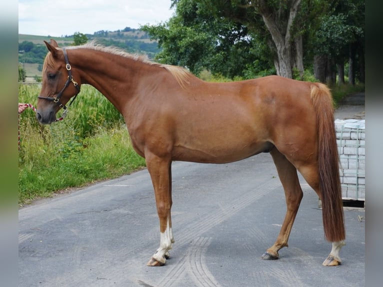 Shagya Arabian Gelding 8 years 15,1 hh Chestnut-Red in Rotenburg an der Fulda