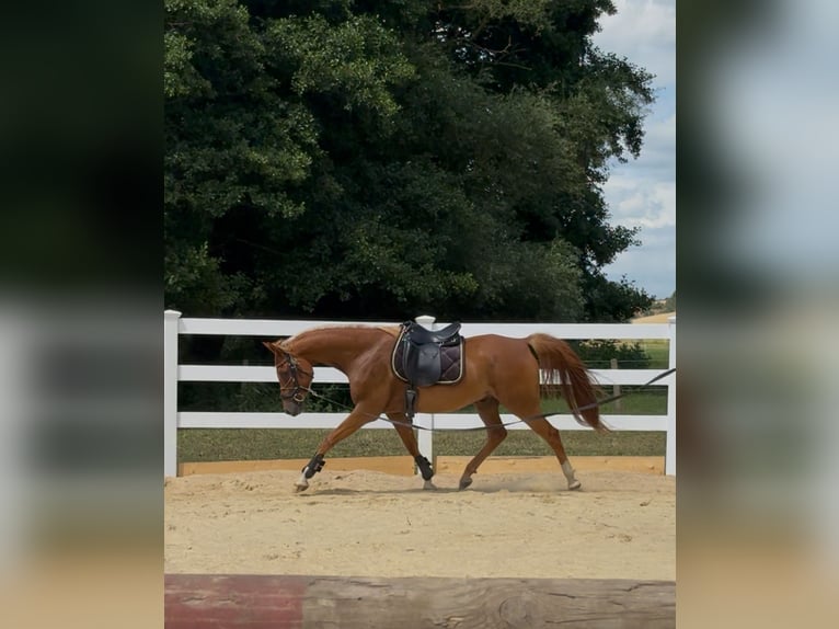 Shagya Arabian Gelding 8 years 15,1 hh Chestnut-Red in Rotenburg an der Fulda