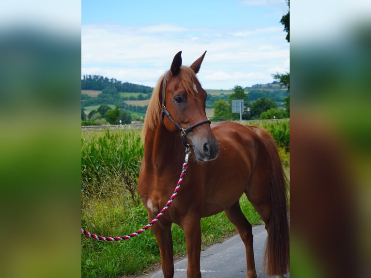 Shagya Arabian Gelding 8 years 15,1 hh Chestnut-Red in Rotenburg an der Fulda