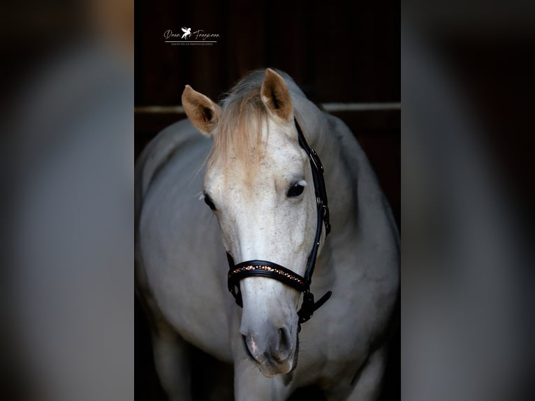 Shagya Arabian Gelding 9 years 14,3 hh Gray in Versmold