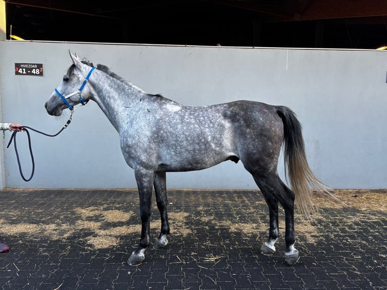 Shagya Arabian Gelding 9 years 15.1 hh Grey in Slovakia