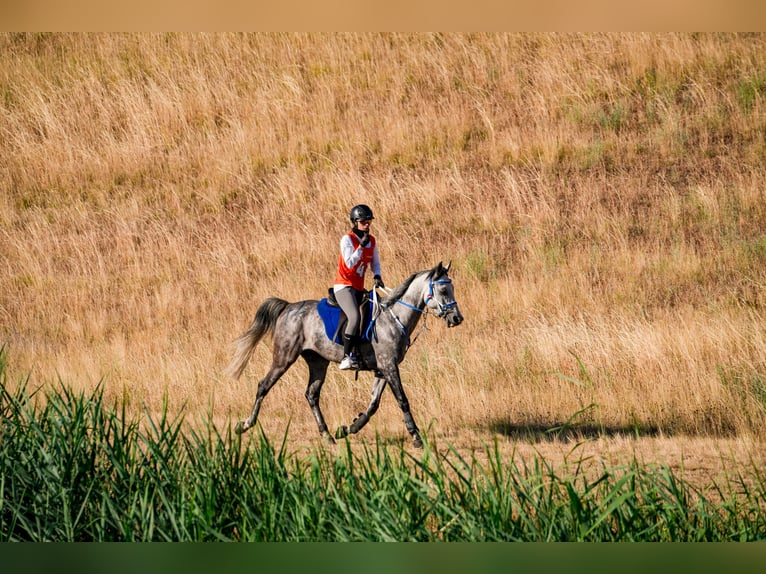 Shagya Arabian Gelding 9 years 15.1 hh Grey in Slovakia