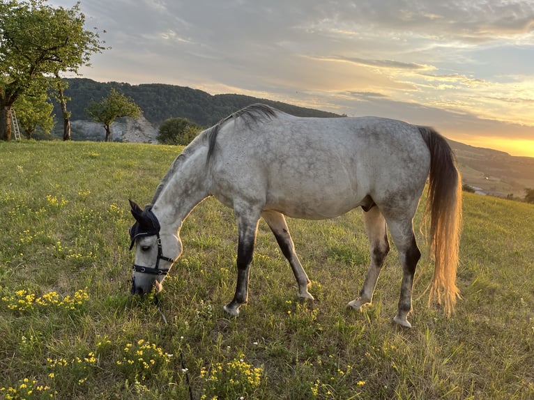 Shagya Arabian Hongre 10 Ans 155 cm Gris pommelé in Hilzingen