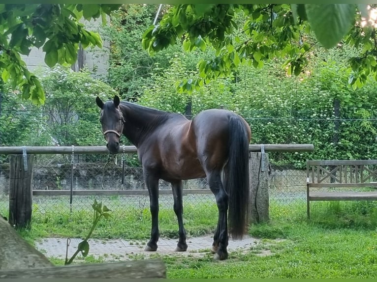 Shagya Arabian Hongre 10 Ans 158 cm Bai brun in Schöllkrippen