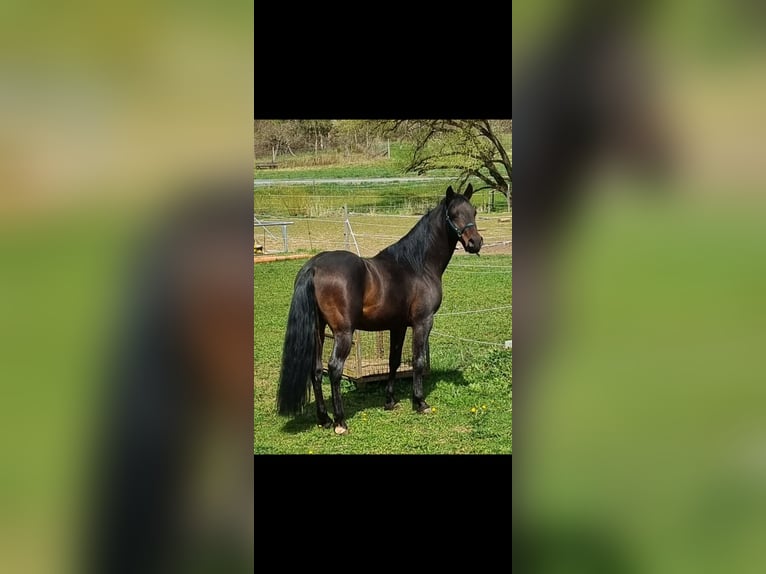 Shagya Arabian Hongre 10 Ans 160 cm Bai brun in Schöllkrippen