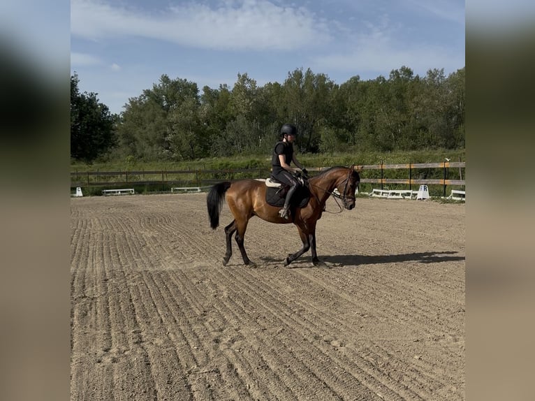 Shagya Arabian Hongre 10 Ans Bai in Piešťany
