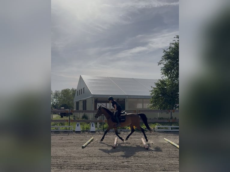 Shagya Arabian Hongre 10 Ans Bai in Piešťany