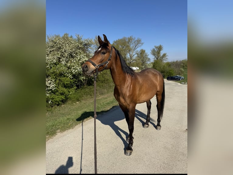 Shagya Arabian Hongre 10 Ans Bai in Piešťany