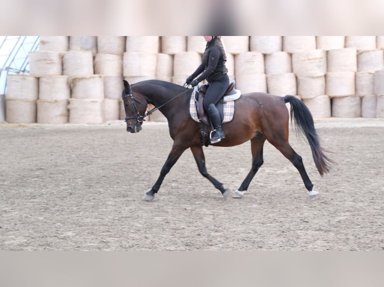 Shagya Arabian Hongre 13 Ans 160 cm Bai in Neuhaus in der Wart