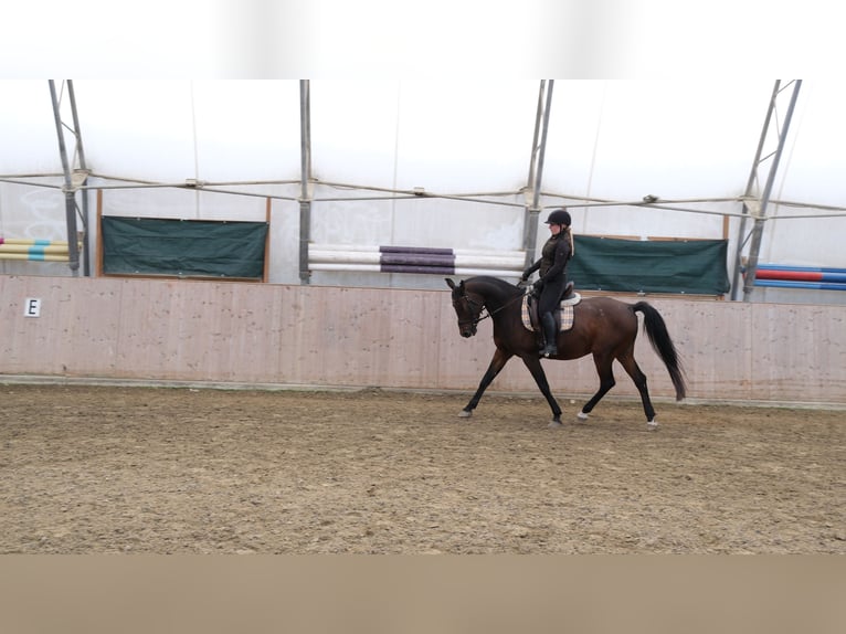 Shagya Arabian Hongre 13 Ans 160 cm Bai in Neuhaus in der Wart