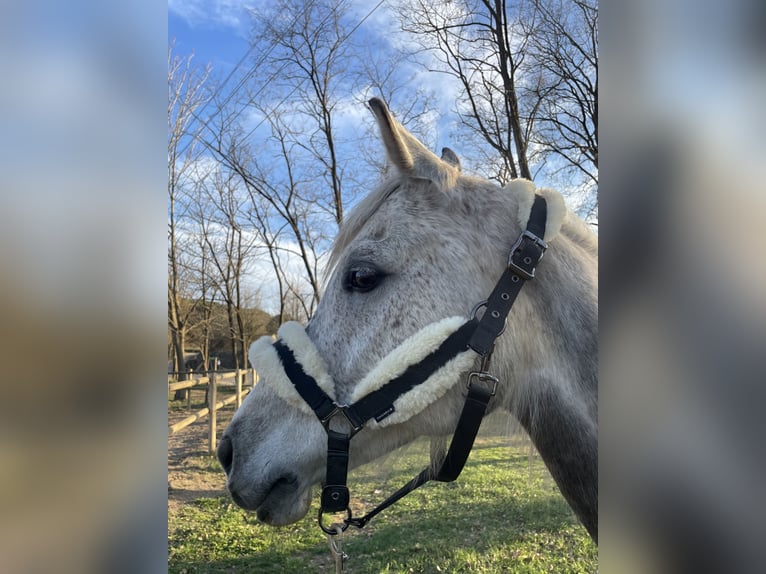 Shagya Arabian Hongre 13 Ans 160 cm Gris pommelé in Tona