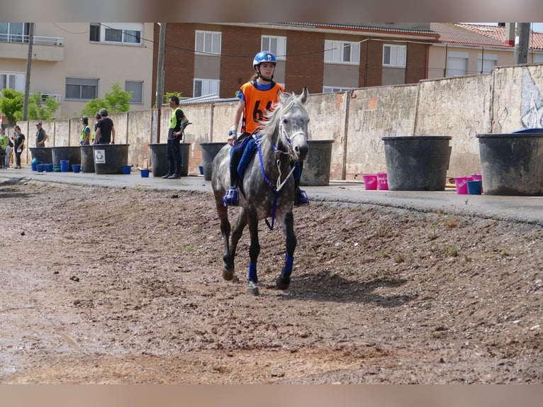 Shagya Arabian Hongre 13 Ans 160 cm Gris pommelé in Tona
