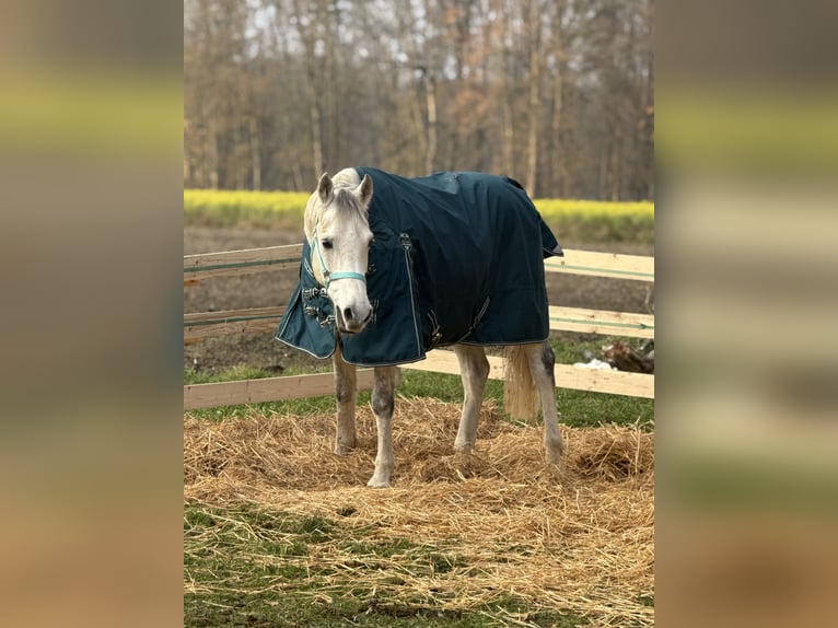 Shagya Arabian Hongre 13 Ans Gris in St. ValentiN