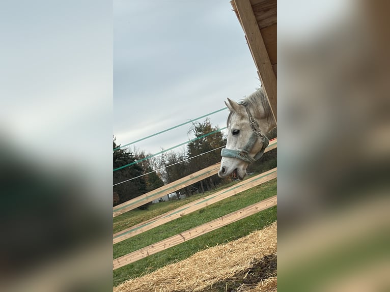 Shagya Arabian Hongre 13 Ans Gris in St. ValentiN