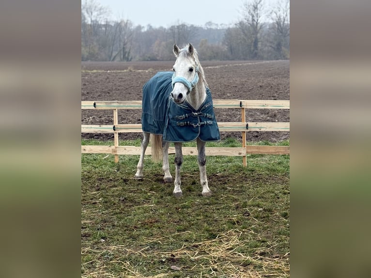 Shagya Arabian Hongre 13 Ans Gris in St. ValentiN