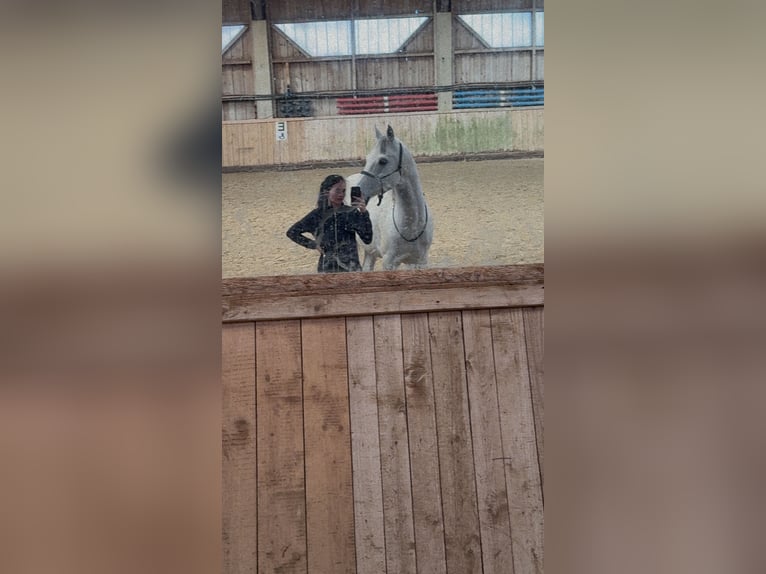 Shagya Arabian Hongre 14 Ans 160 cm Gris in St. Valentin