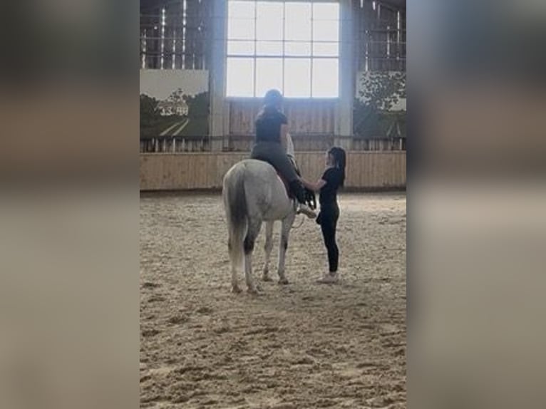 Shagya Arabian Hongre 14 Ans 160 cm Gris in St. Valentin