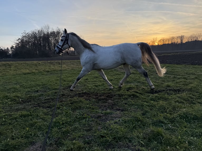 Shagya Arabian Hongre 14 Ans Gris in St. ValentiN