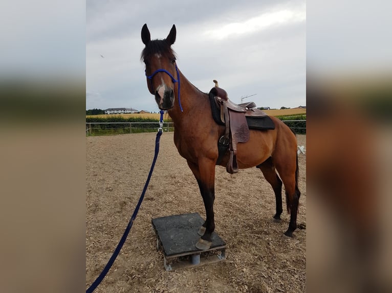 Shagya Arabian Hongre 15 Ans 150 cm Bai in Neuhaus in der Wart