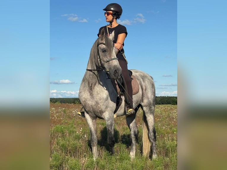 Shagya Arabian Hongre 15 Ans 151 cm Gris in Temnitzquell