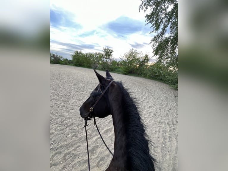 Shagya Arabian Croisé Hongre 15 Ans 158 cm Bai brun foncé in Wien, Donaustadt