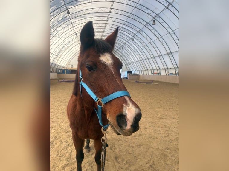 Shagya Arabian Hongre 16 Ans 150 cm Bai in Neuhaus in der Wart