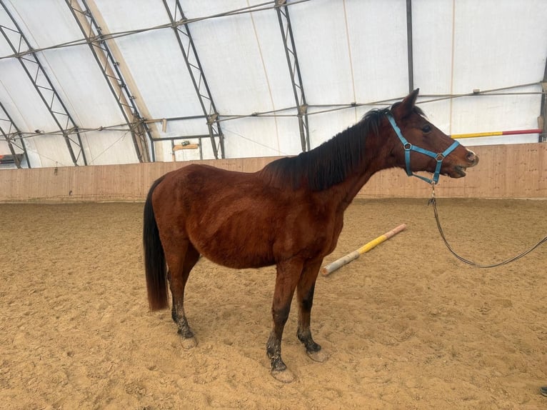 Shagya Arabian Hongre 16 Ans 150 cm Bai in Neuhaus in der Wart